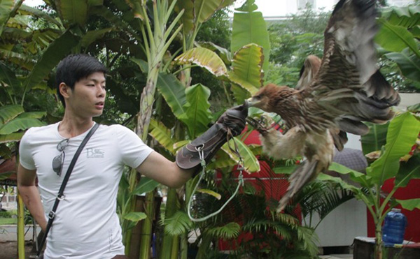Hiện Nguyễn Nhật Anh đang sở hữu con chim đại bàng hoàng đế 3 tuổi.